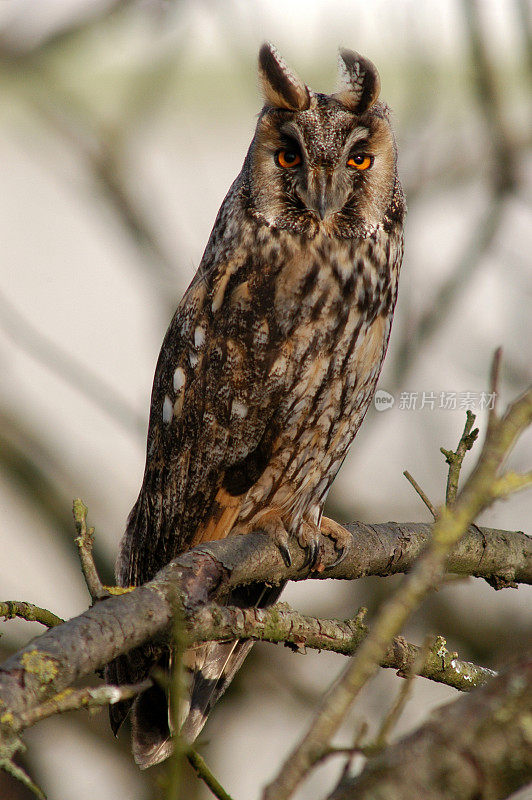 普通猫头鹰(Asio otus)